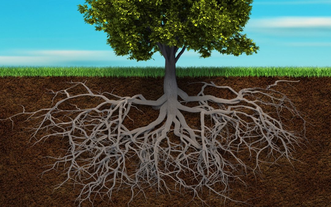 Good Roots – Summit Life Today